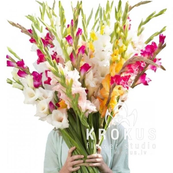 Gladiolas MIX