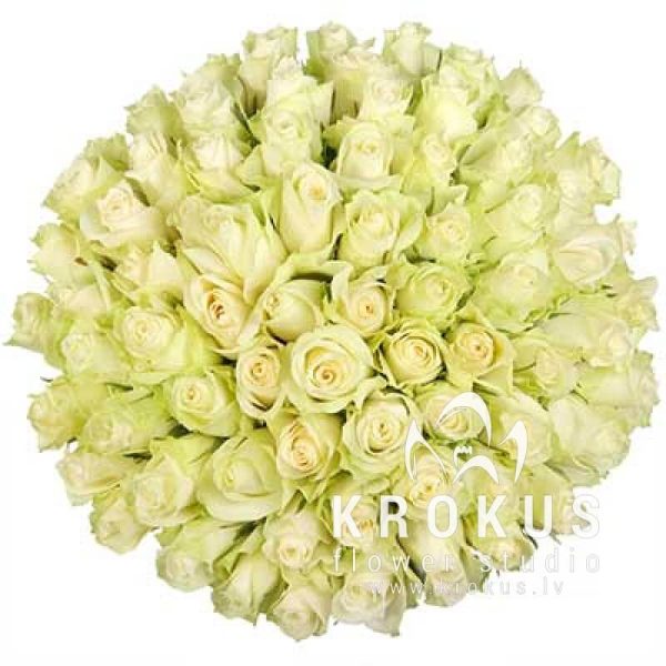Baltas rozes 40cm