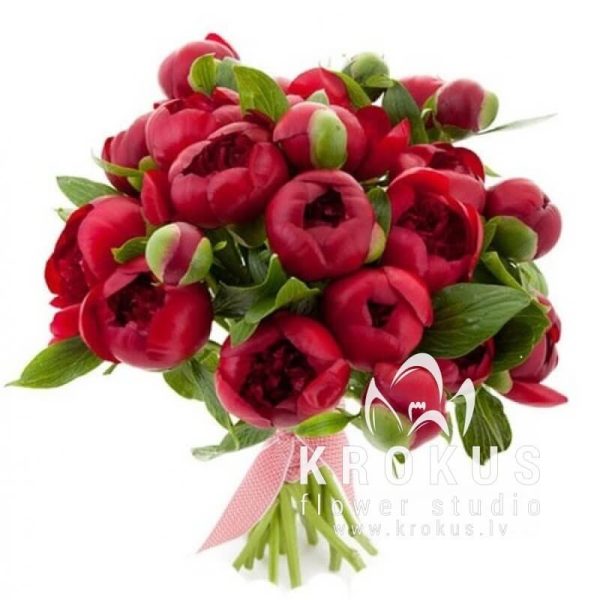 Bordo peonijas
