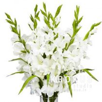 Latvijas gladiolas