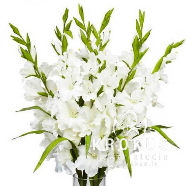 Latvijas gladiolas