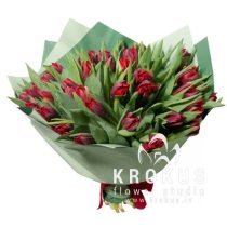 Bordo tulpes