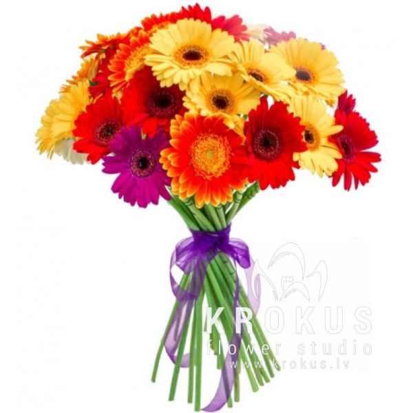 Mini gerberas "Mikss"