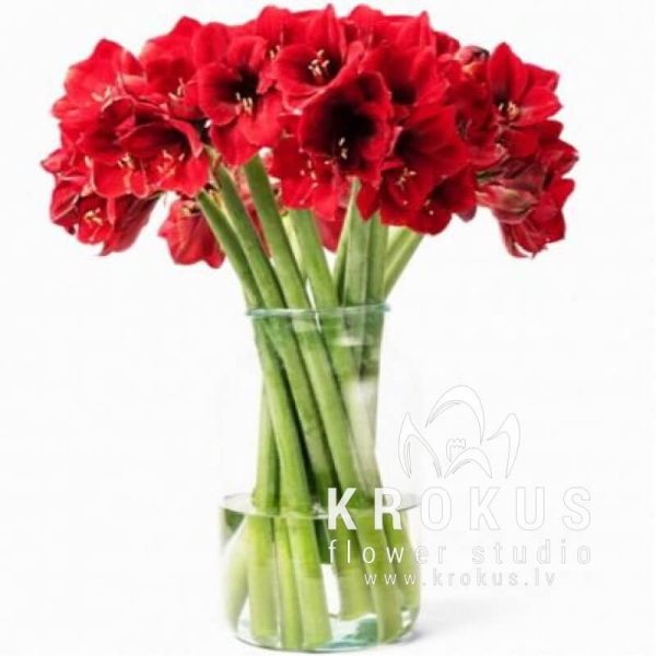 Amarillis (Hippeastrum)