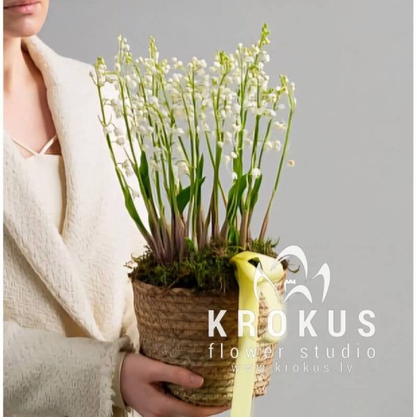 Basket with lily of the valley