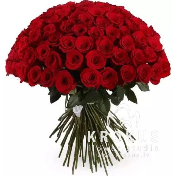 Sarkanas Rozes 80cm XXL
