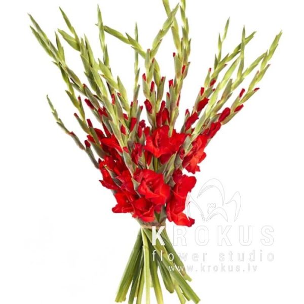 Red gladiolus