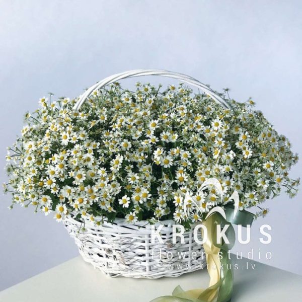 Margrietiņu grozs