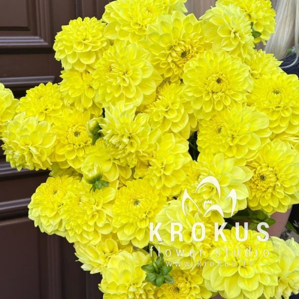 Жёлтые георгины