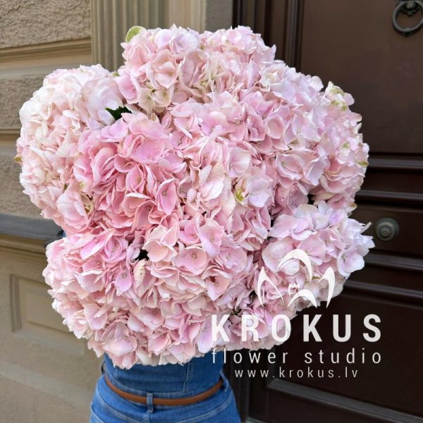 Bouquet of pink hydrangeas