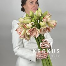 Amarillis (Hippeastrum)