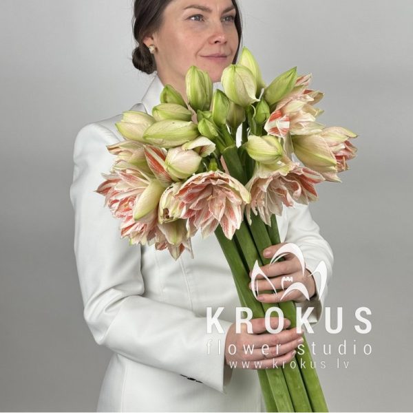 Amarillis (Hippeastrum)